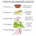 Nursing Study: Types of Inflammatory Exudate