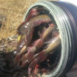 Firefighters Open Hydrant, Find It Stuffed With Fish