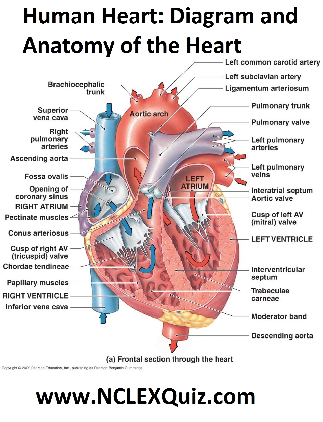 arteries of the heart diagram