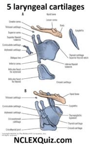 Laryngeal Cartilages Gross and Functional Anatomy of The Larynx - StudyPK