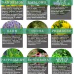 Best Medicinal Herbs to Grow at Home
