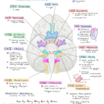 Nursing School Notes: Cranial Nerves and their General Functions
