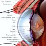Large Human Eye Anatomy Diagram