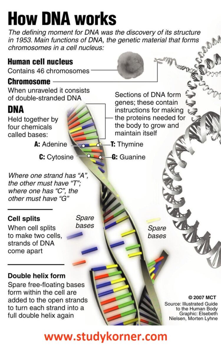 Deoxyribonucleic Acid (DNA) Biology Science Facts - StudyPK