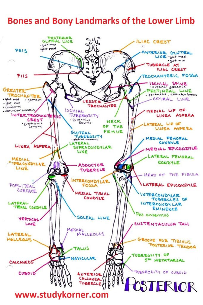 list the bones of the lower extremity