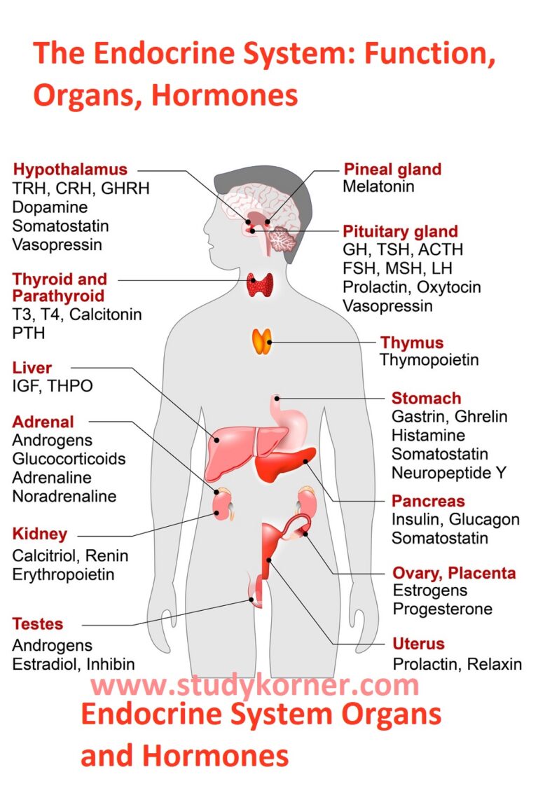 Endocrine System Organs And Hormones - StudyPK