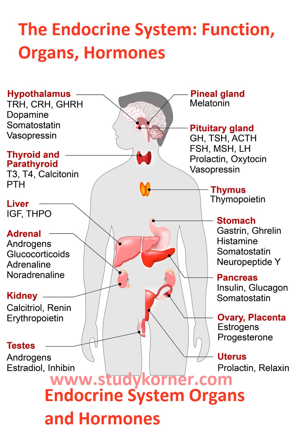 Endocrine System Organs and Hormones