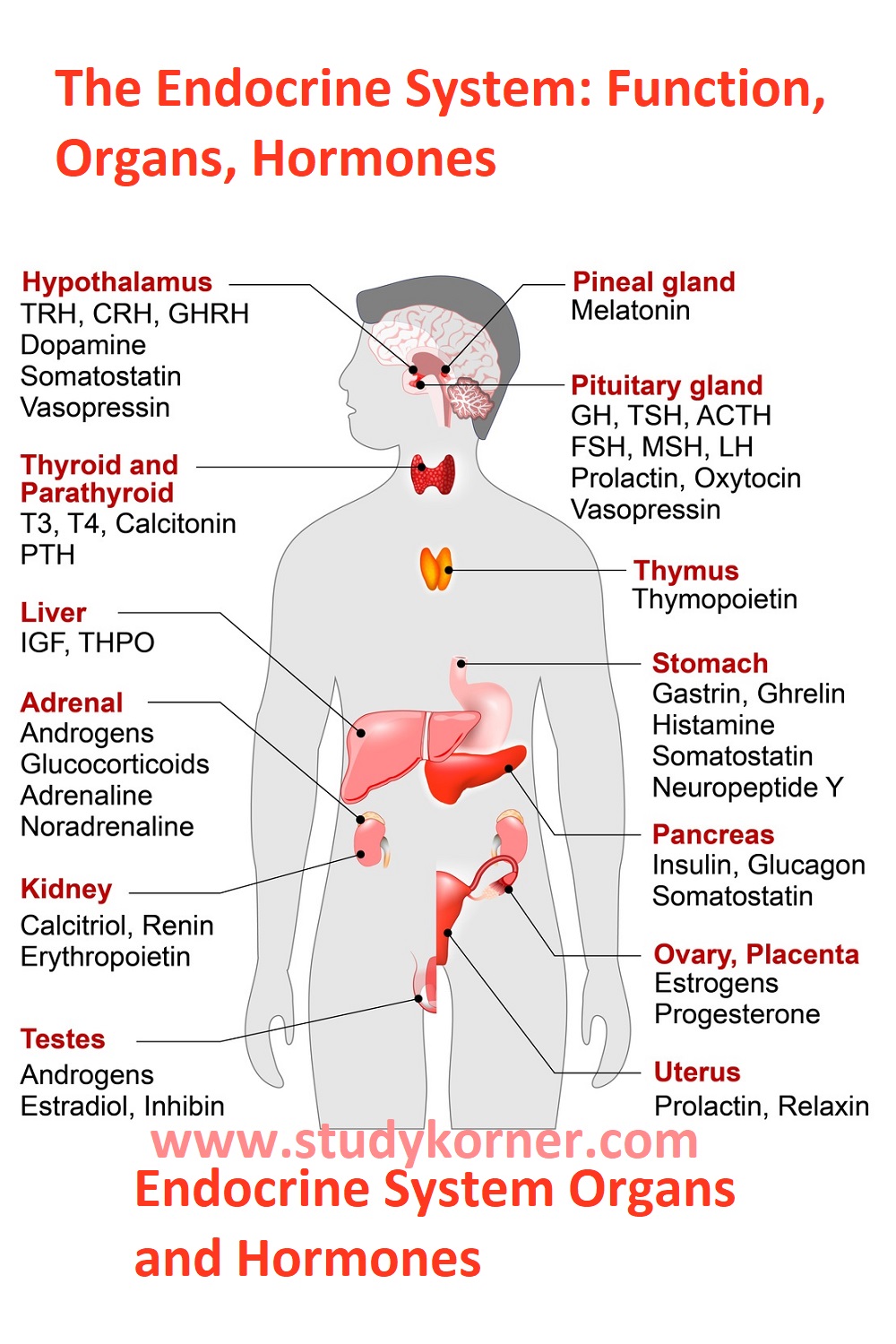 Endocrine System Organs And Hormones StudyPK