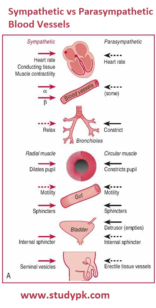 Comparison Of Sympathetic Vs Parasympathetic Blood Vessels StudyPK