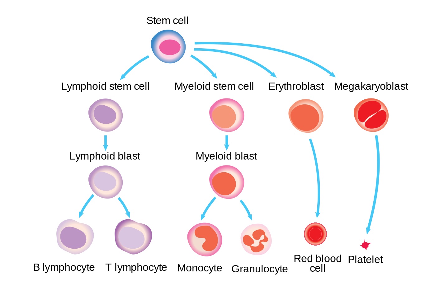 NCLEX Hematological Disorders Practice Questions - StudyPK